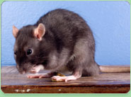 rat control Jarrow